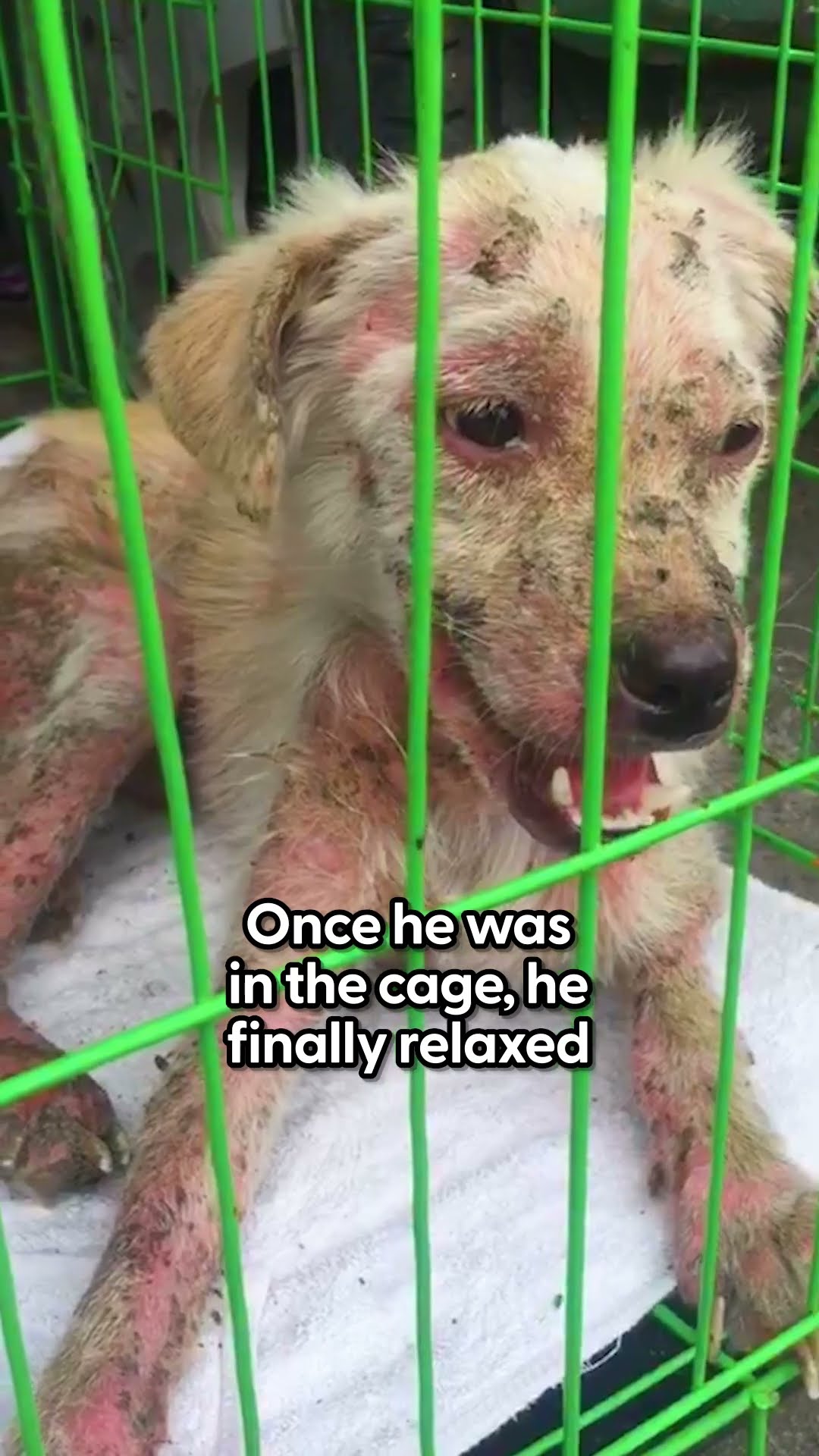Woman Spends A Month Trying To Rescue This Dog | The Dodo