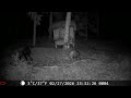 Trail Cam Footage at the Forest Feeder 🦌🍂 27-28/02/2026