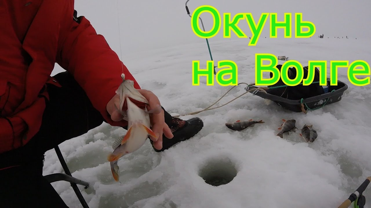 Окунь на волге