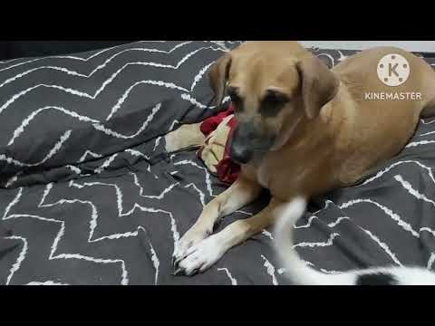 Video: 11 Anjing yang Membentuk Stroke Renang Sendiri
