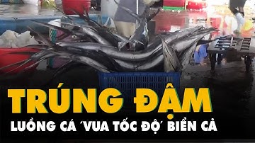 Ngư dân Khánh Hòa trúng đậm luồng cá 