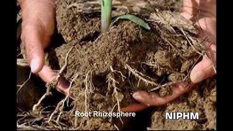 Pseudomonas Fluorescens