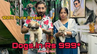 Cheapest Dogs Market In Delhi NCR | German Shepherd, Retriever, Pitbull | Dogs in 999* @Srvvlogs33