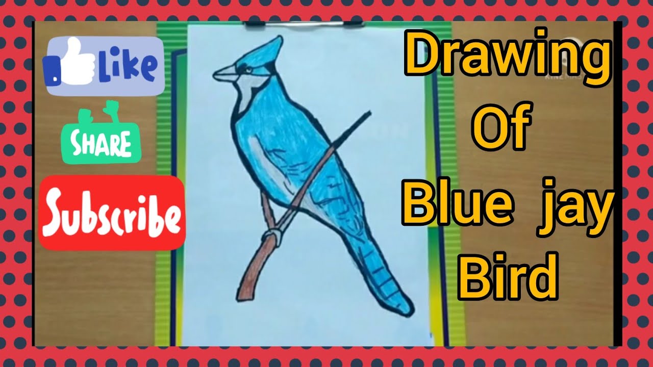 How To Draw Blue Jay Bird Easy Drawing Of Blue Jay Bird Youtube