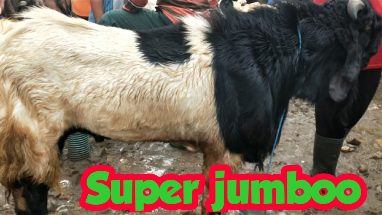 Harga kambing pejantan jumbo pagi ini 14-juli-2020 