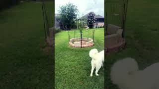 Download Lagu Happy Sunday MP3