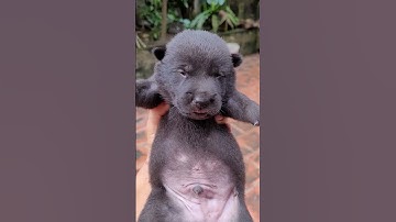 Chó mông cộc đuôi giống my pets