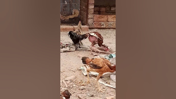 Inglish rooster my boy #india #usa #russia #southkorea #pakistan #brazil #japan #vietnam #uzbekistan