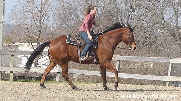 Tastefully Elegant - lope-offs, lead changes, stops! - ValleyViewRanch.net