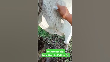 Intramuscular injection ll How to give injections in cow ll IM route injection in cattle