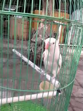 Pragawati nembak ciblek