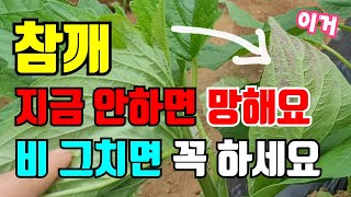 참깨 장마철에 해야할일 지금 안하면 참깨 수확 못해요. 꼭 비그치면 하세요
