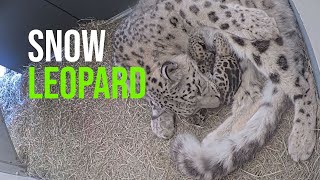 Two Snow Leopard Cubs Born At Your Toronto Zoo!