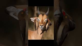 Oxpecker eating ticks and relaxing deer #wildlife #ticks #oxpecker #deer #animalshort #animalvideos