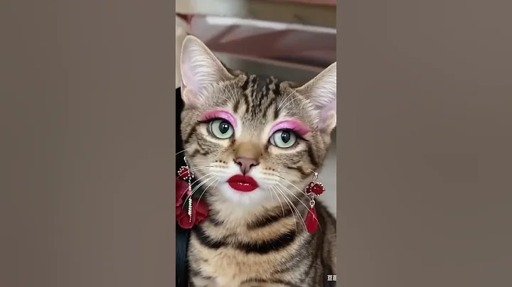 Video 11531211: cat funny dance, clean funny cat, laugh funny cat