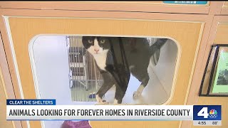 Riverside County has numerous adoptable pets