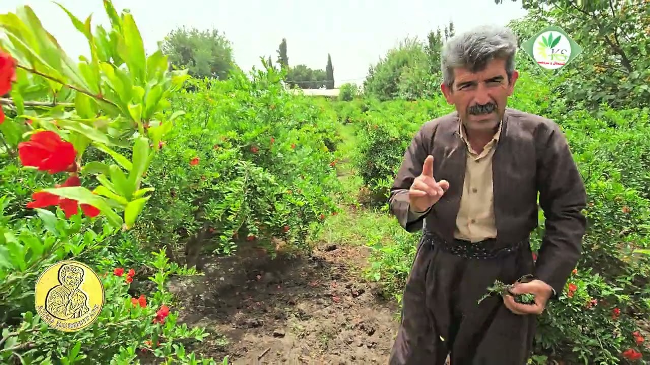 هەنار و گوڵی هەنار و ئاودێری