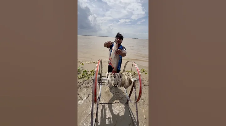 Traditional shark hunting method with fish bait in the Padma River  #baitfishing  #shorts