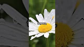 5 Surprising Daisy Facts
