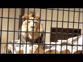 小諸市動物園のライオン。Lion. の動画、YouTube動画。