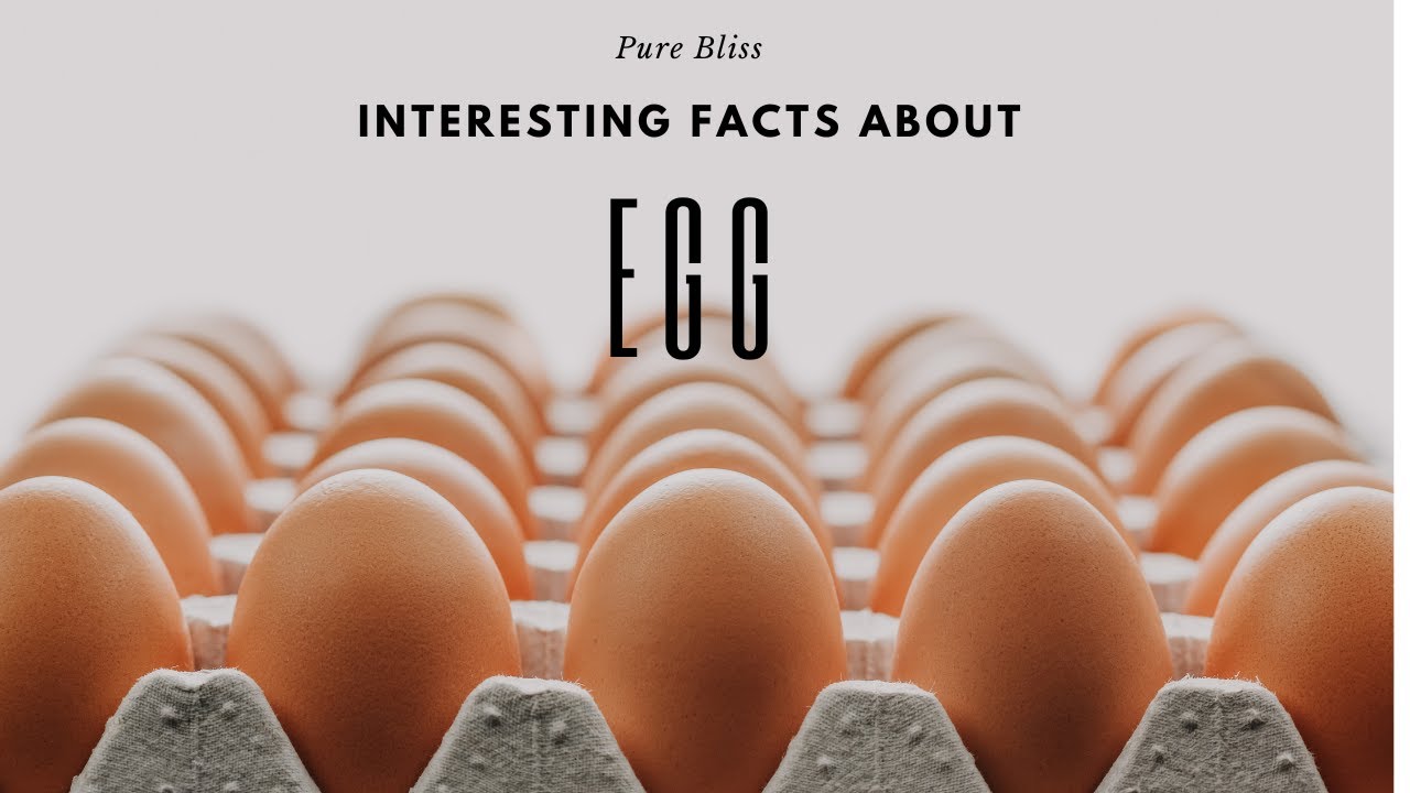Top Interesting Facts about Egg | Fascinating Facts - YouTube