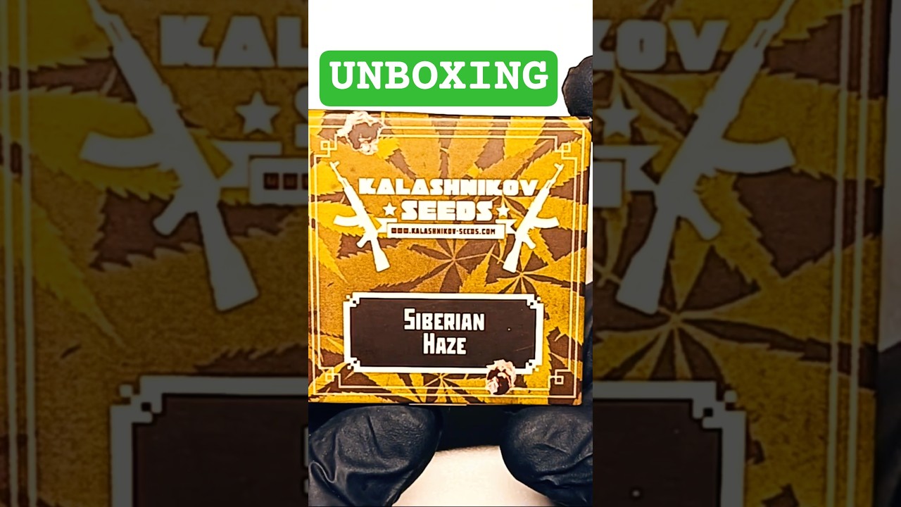 Unboxing Kalashnikov Seeds Amnesia Molotov and Siberian Haze 