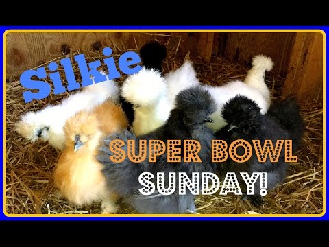 Silkie Super Bowl Sunday~