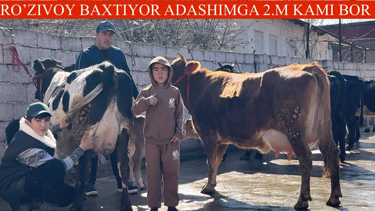 ROʻZIVOY😳F🥛UTA NOYOPLARI YANGI P ONA BOLA SGIRLAR PULI ARZON🚘DASTAFKASI BILAN😱🏃