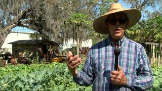 With grocery stores in high demand, some St. Pete residents are now picking food from local farm