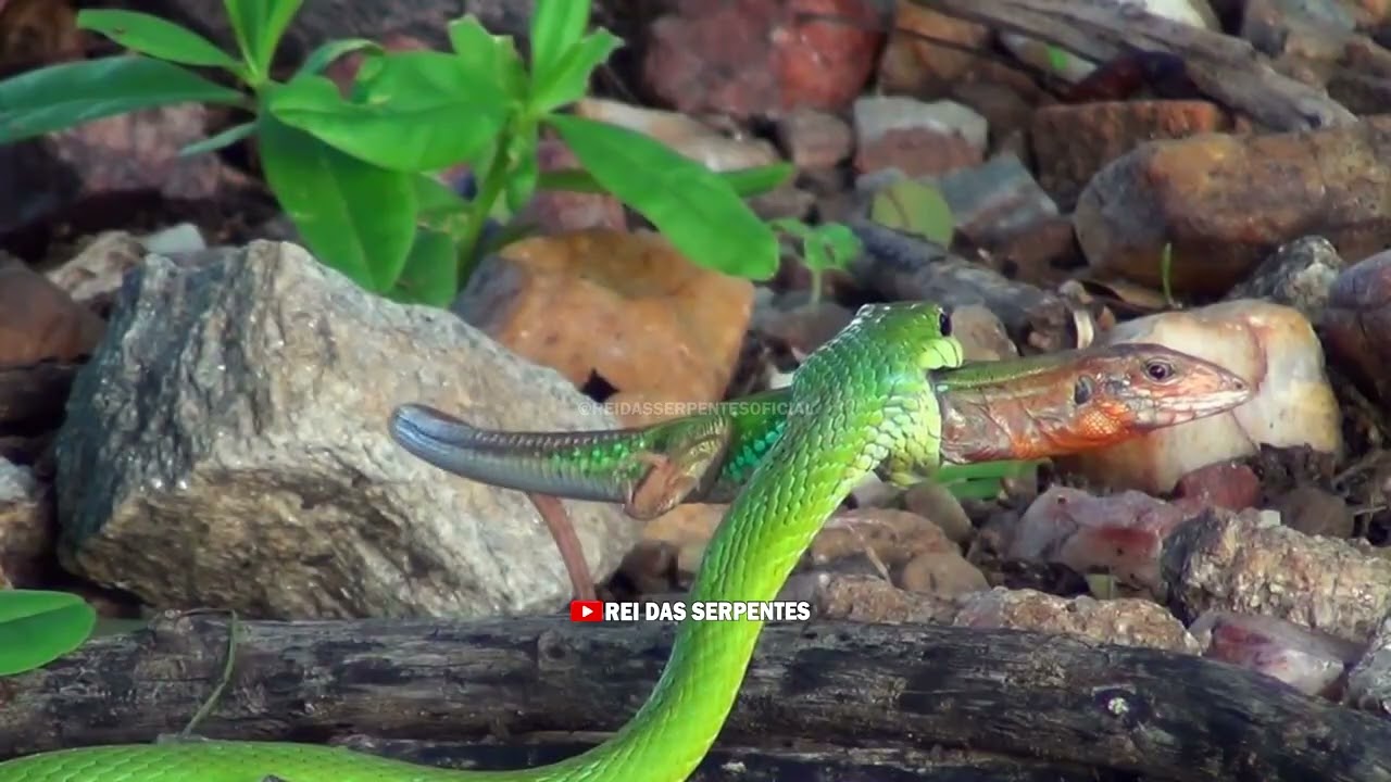 Cobra verde (Philodryas olfersii) paralisa calango em predação natural em detalhes!