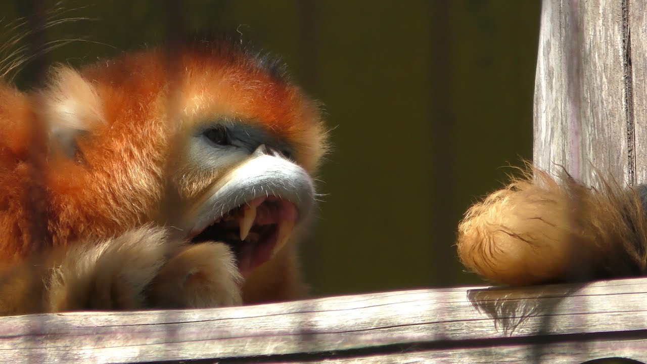 キンシコウ 金色のサルは孫悟空のモデル 生態と日本にいる動物園は ねいちゃーはっく