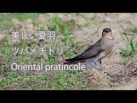 【美しい夏羽】ツバメチドリ Oriental pratincole