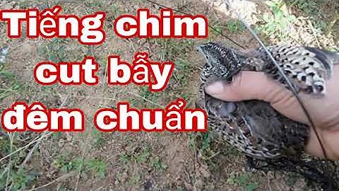 tiếng chim cut bẫy đêm chuẩn/tiếng chim cut đêm
