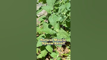 Natural Muscle Spasm and Backpain Relief - Catnip Tea
