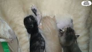 Si Oyeng Asyik Nyusuin