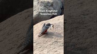 We spent a good while watching the Giant Kingfisher skillfully break down a fish #wildlifevideos