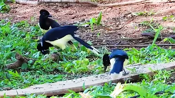 Plush-crested Jay (Cyanocorax chrysops)๐ฆ๐ฆ๐๏ธ