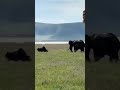 Drama as a rhino bull faced off with enormous elephant bull each to protect their territory#animals