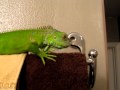 My Green Iguana, Slag