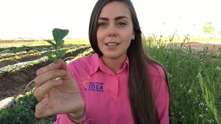 Gardening at Home Series- Annuals and Perennials