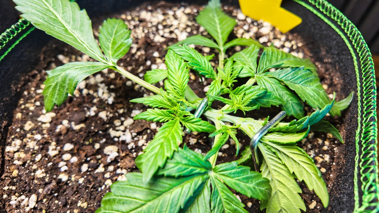 Cannabis Folter - Low Stress Training (LST) & Topping für Automatics | Purple Skunk Auto