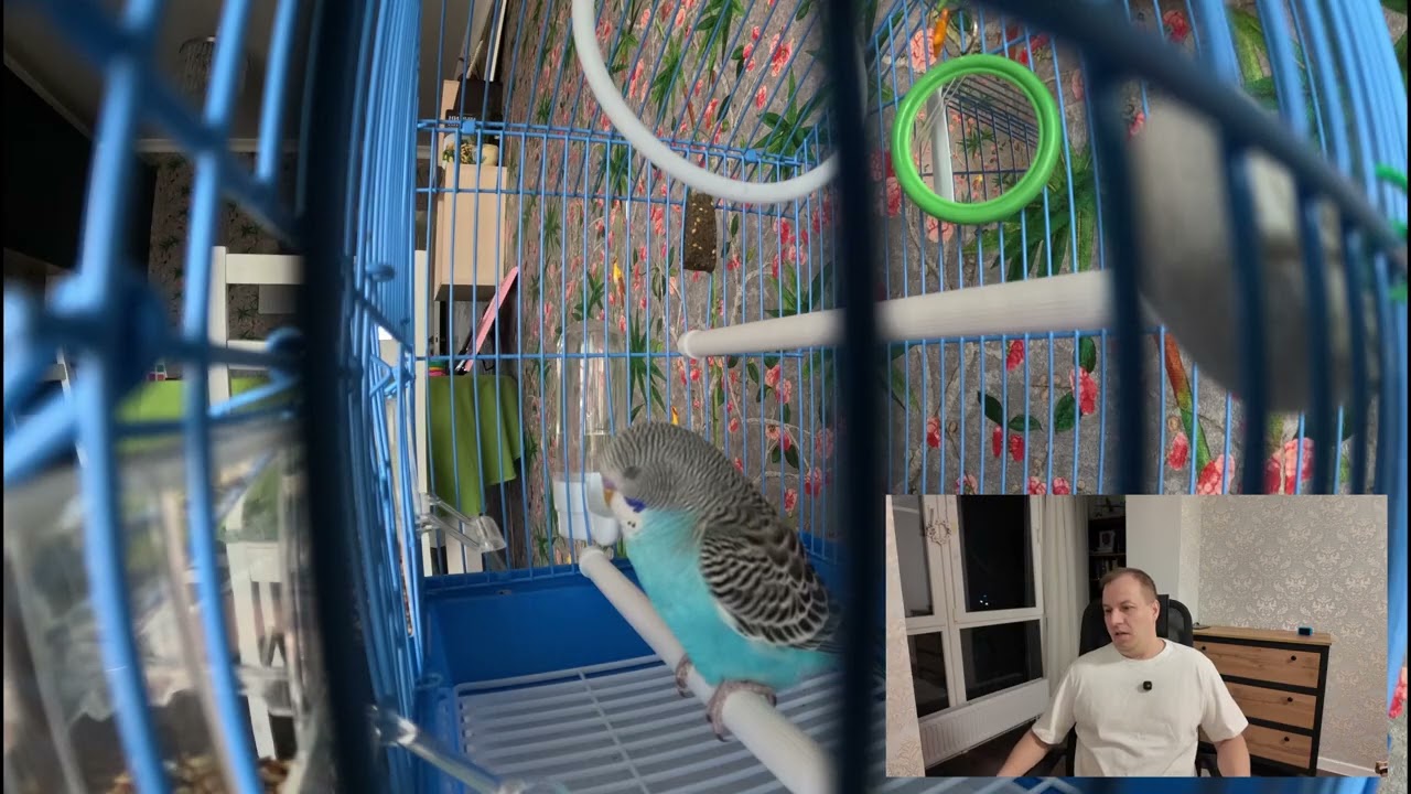 День 5. Сколько стоит завести попугая