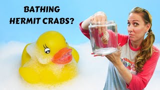 BATHING Your Hermit Crabs | How to Bathe Your Hermit Crabs! | By Crab Central Station