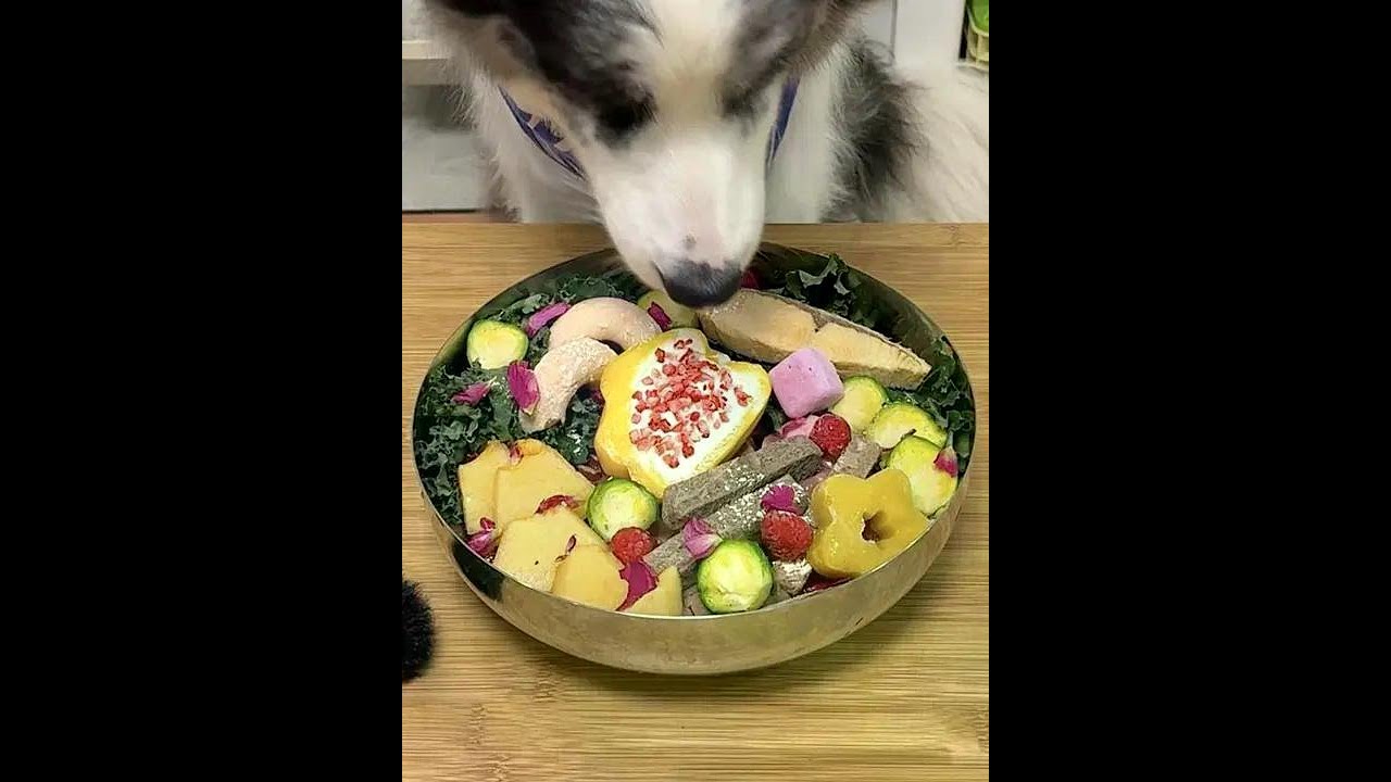 What to eat for a meal for a 40-jin Border Collie? | Colorful Pepper and Yogurt Tower 🍧 