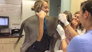 Dog Vaccinations