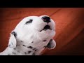 Puppies Barking Cute Puppies Barking Compilation 