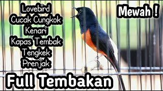 MURAI BATU GACOR FULL ISIAN TEMBAKAN KENARI LOVEBIRD KAPAS TEMBAK CUNGKOK TENGKEK PRENJAK