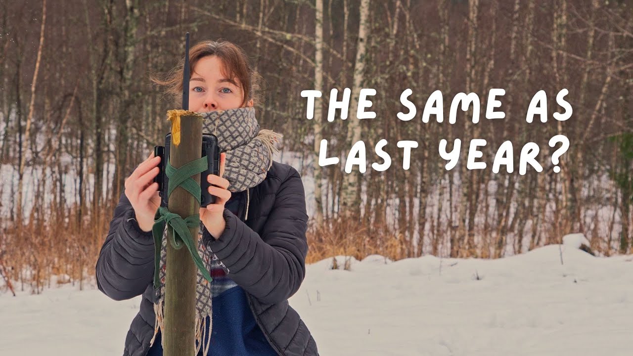 A moose in the market garden | Rebuilding a small farm in Sweden