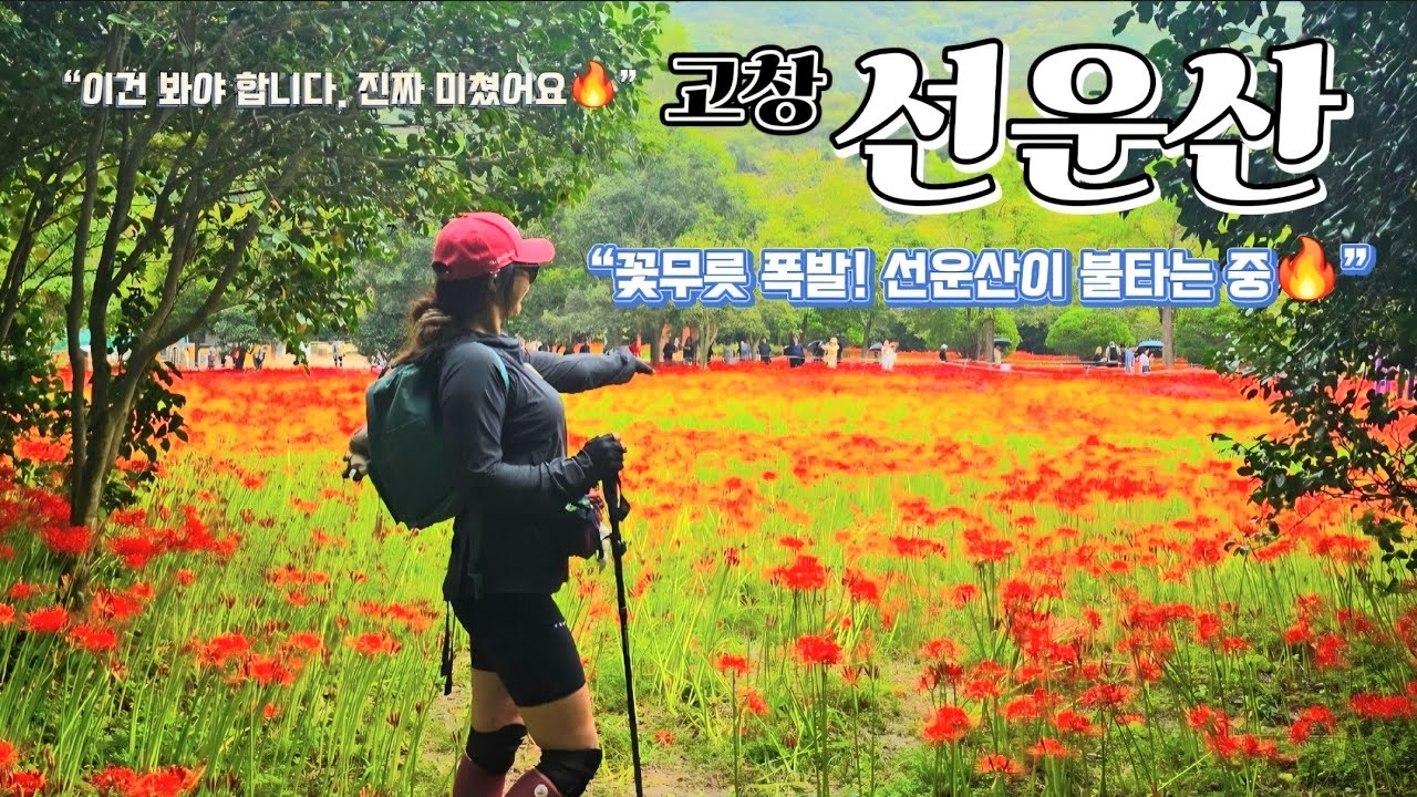 “역대급 꽃무릇 대폭발! 선운산이 터졌다💥” | “꽃무릇 절정! 선운산 코스 완전 가이드🌺” | 💯대명산#선운산 