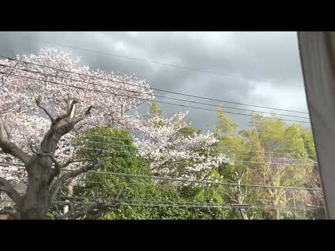 桜晴（優里）　弾き語り　　＃優里